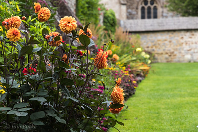 A plant border and lawn with a stone wall at the end. There are Dahlia flowers in the border.